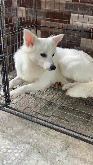 1+ year Male Purebred American Eskimo