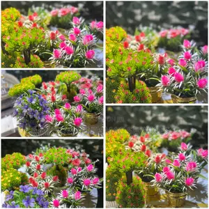 Elegant Decorative Flowers