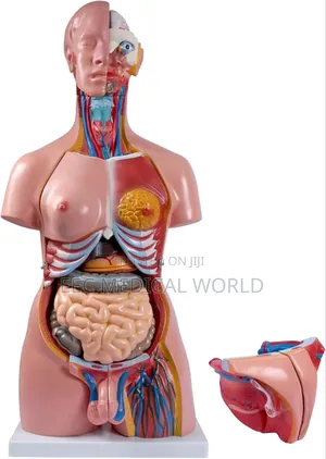 85cm Unisex Human Torso Model (Xc-204)