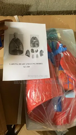Larynx, Heart and Lung Model Xc-320