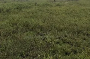 Land for Sale in Gbagada