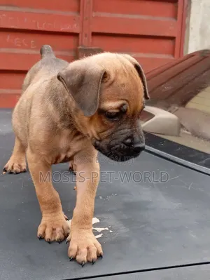 1-3 months Female Purebred Boerboel