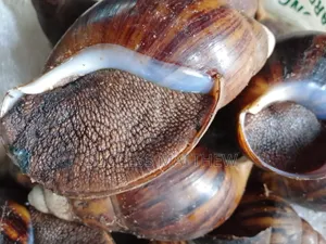 Giant African Snail For Sale