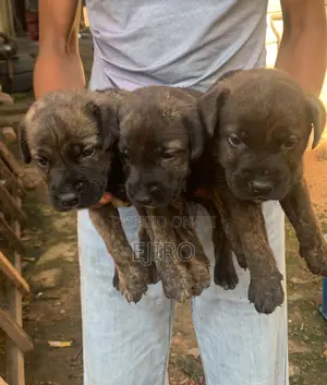 0-1 month Female Mixed Breed Mastiff