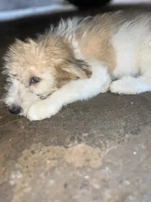 1-3 months Male Purebred Jack Russell Terrier