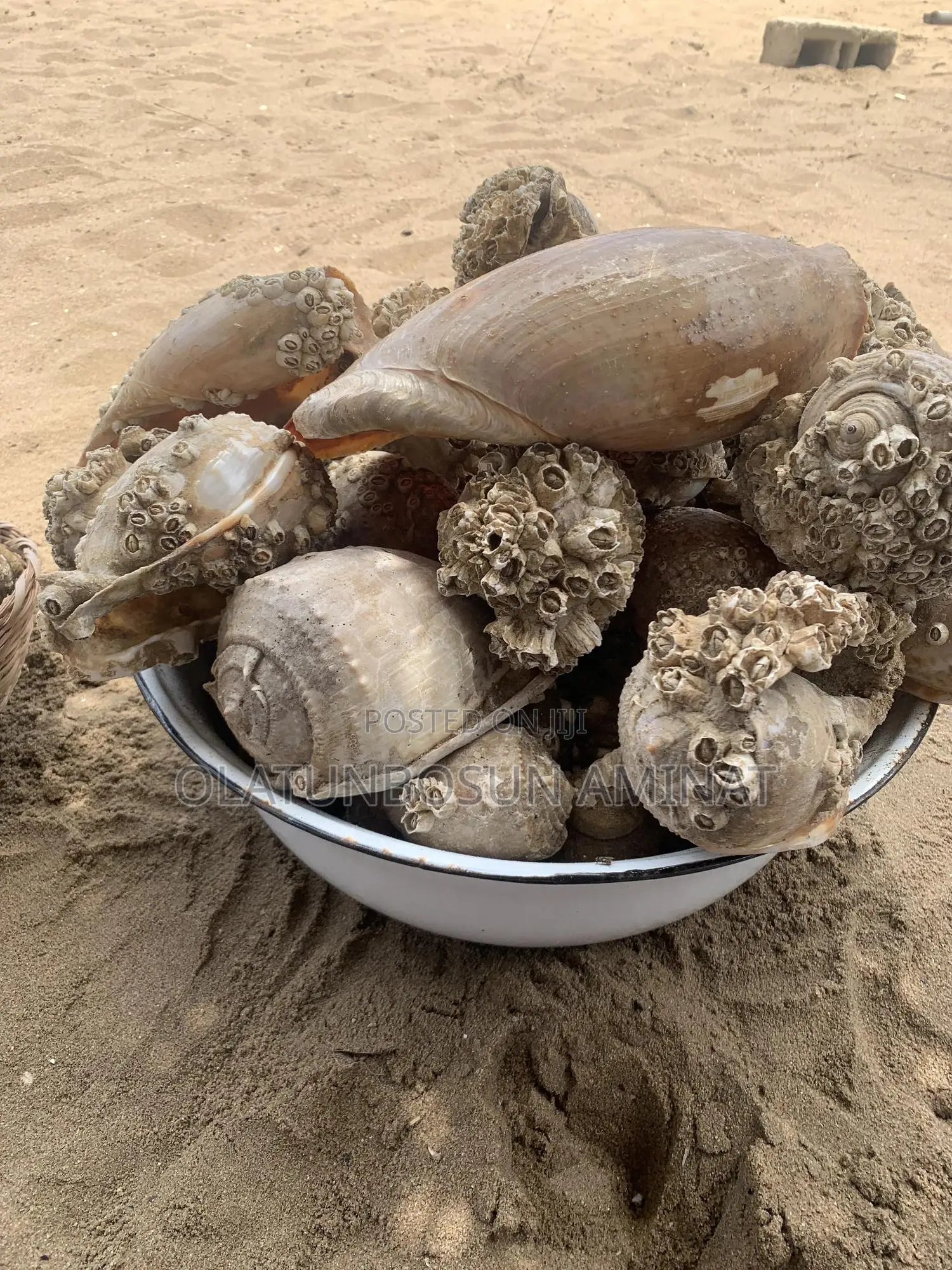 Seashells and Cowries