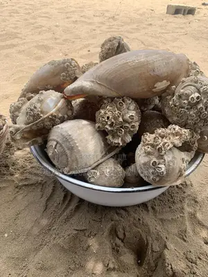 Seashells and Cowries
