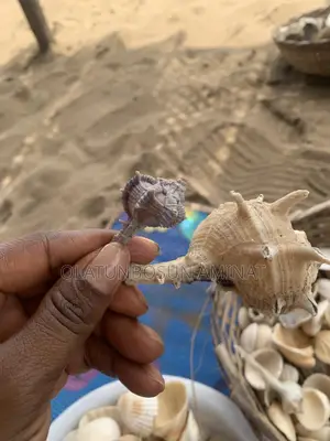 Seashells and Cowries