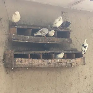 Clean and Healthy Pigeons