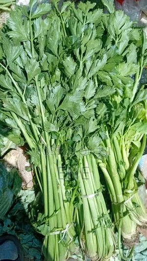 Fresh Celery