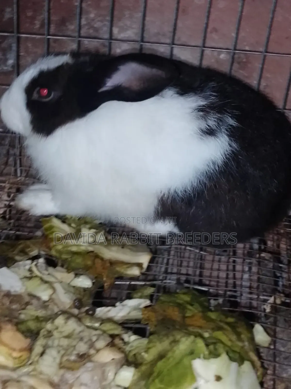Davida Rabbit Breeders