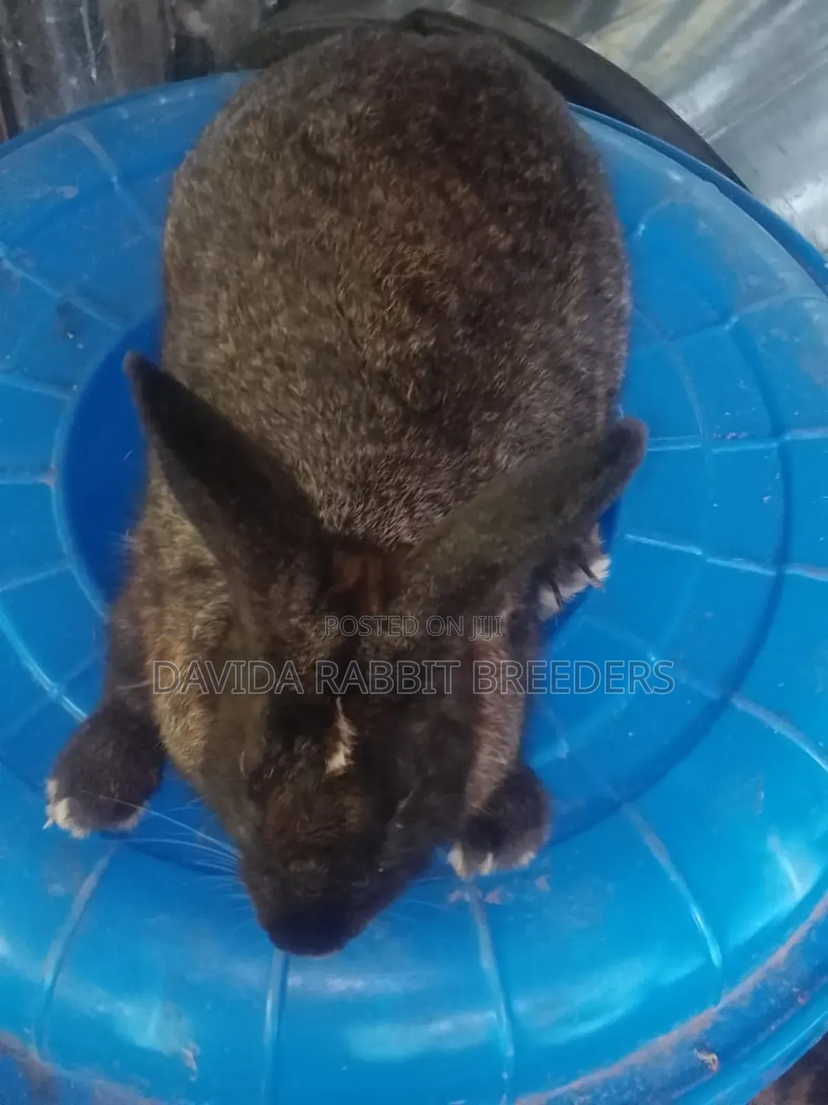 Davida Rabbit Breeders