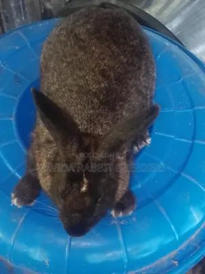 Davida Rabbit Breeders