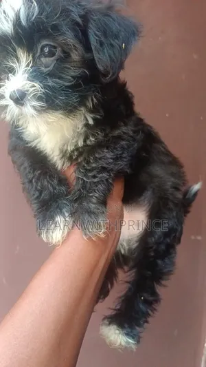 1-3 months Female Purebred Lhasa Apso
