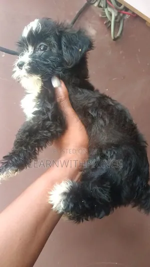 1-3 months Female Purebred Lhasa Apso