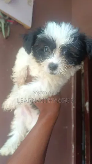 1-3 months Male Purebred Lhasa Apso
