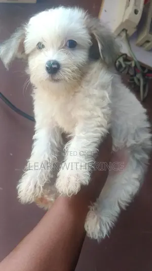 1-3 months Male Purebred Lhasa Apso