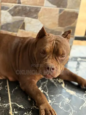 1+ year Female Purebred American Bully