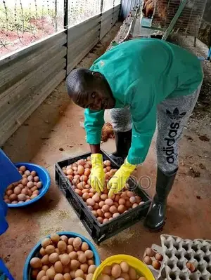 Crates Eggs