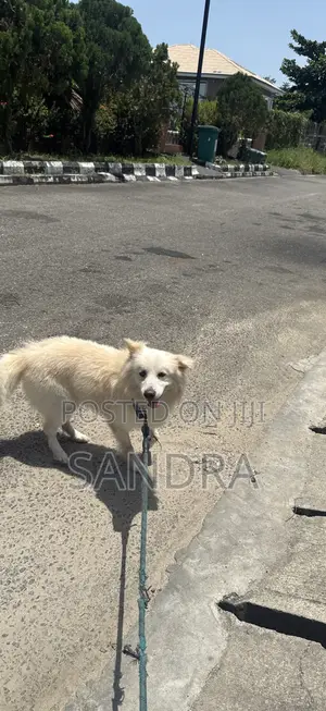 1+ year Male Purebred American Eskimo