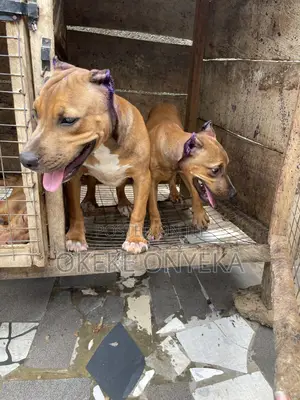 3-6 months Male Purebred American Pit Bull Terrier