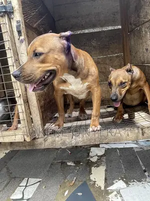 1-3 months Female Purebred American Pit Bull Terrier