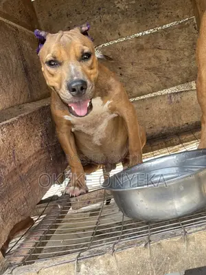 1-3 months Male Purebred American Pit Bull Terrier
