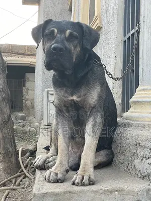1+ year Male Purebred Boerboel