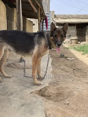 1+ year Female Purebred German Shepherd