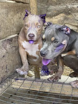 3-6 months Male Purebred American Bully