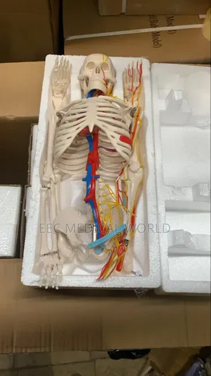 85cm Skeleton With Nerves and Blood Vessels Xc-102b