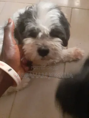 1+ year Male Purebred Lhasa Apso