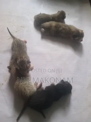 0-1 month Male Purebred Mongrel (No Breed)