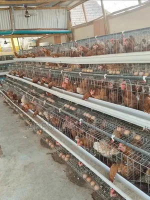 Live Chickens Cages