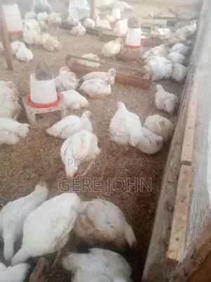 Live Broiler Chicken