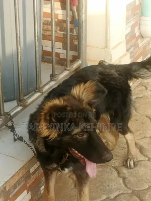 3-6 months Male Purebred German Shepherd