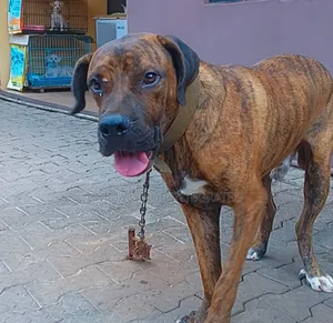 3-6 months Male Purebred Boerboel