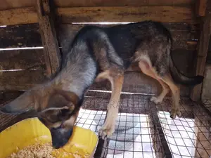 3-6 months Male Purebred German Shepherd