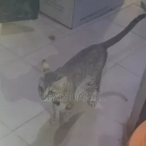 3-6 months Male Purebred American Shorthair