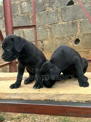 1-3 months Female Purebred Cane Corso
