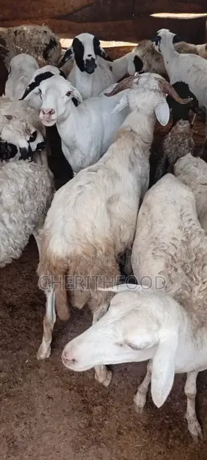 Matured Ram