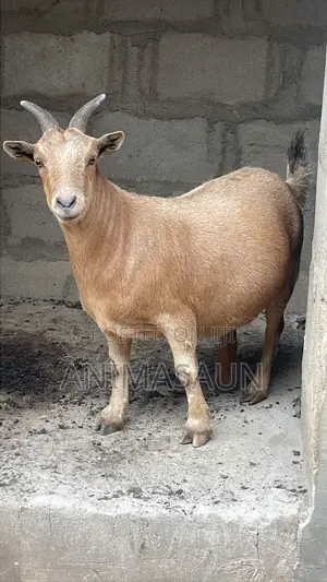 Big Male Goat