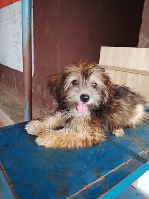 1-3 months Female Purebred Lhasa Apso