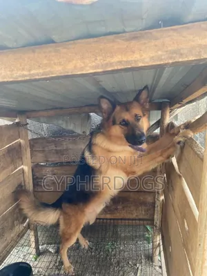 1+ year Male Purebred German Shepherd