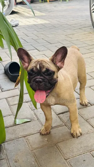 1-3 months Female Purebred French Bulldog