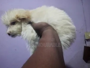1-3 months Male Purebred Lhasa Apso