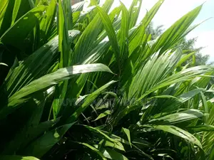 Strong Malaysia Supergene Palm Oil Seedlings Bulk Now