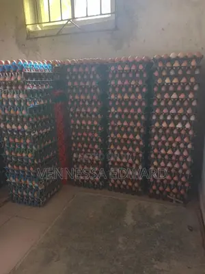 Pullet Eggs