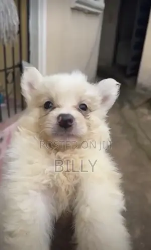 1-3 months Female Purebred American Eskimo