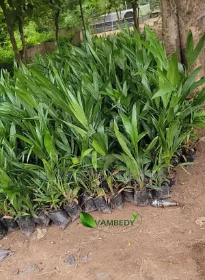 Malaysian Supergene Oil Palm Seedlings